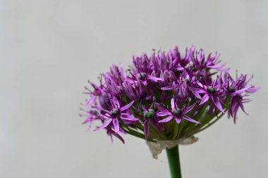 Yaz bahçesinde açan güzel çiçekler, yakın plan.                     