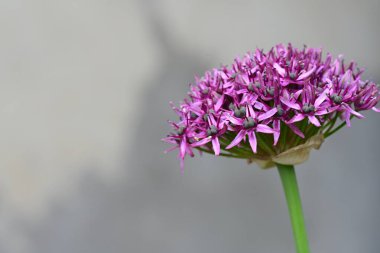 Yaz bahçesinde açan güzel çiçekler, yakın plan.                     
