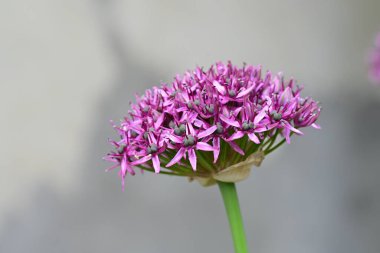 Yaz bahçesinde açan güzel çiçekler, yakın plan.                     