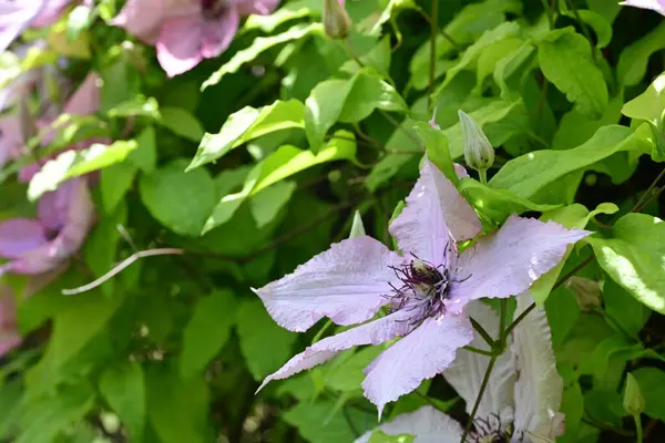 Yaz bahçesinde açan güzel çiçekler, yakın plan.                     