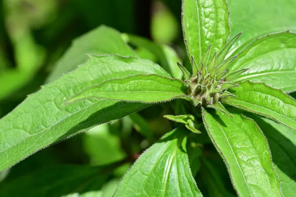 Darphane çiçeğine yaklaş.