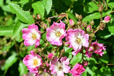 bahçede büyüyen güzel pembe çiçekler