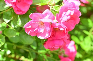 bahçede büyüyen güzel pembe çiçekler