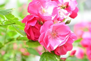 bahçede büyüyen güzel pembe çiçekler