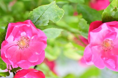 bahçede büyüyen güzel pembe çiçekler