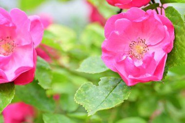 bahçede büyüyen güzel pembe çiçekler