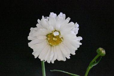 Siyah arkaplanda beyaz papatya çiçekleri