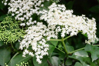 Yaz bahçesinde açan güzel çiçekler, yakın plan.                     