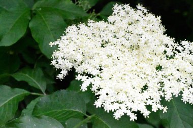 Yaz bahçesinde açan güzel çiçekler, yakın plan.                     