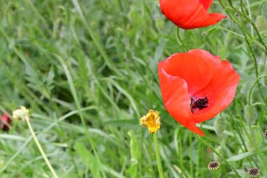yeşil çayır üzerinde haşhaş kırmızı çiçekler 