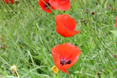 yeşil çayır üzerinde haşhaş kırmızı çiçekler 