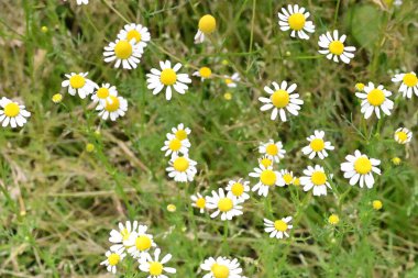 Yaz bahçesinde güzel beyaz papatya çiçekleri