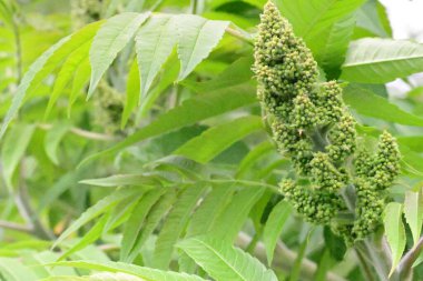 Beyaz arkaplan ile yeşil yaprak