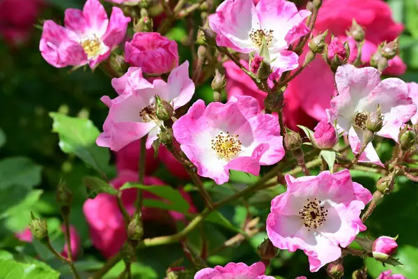 bahçede büyüyen güzel pembe güller