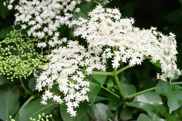 Yaz bahçesinde açan güzel çiçekler, yakın plan.                     