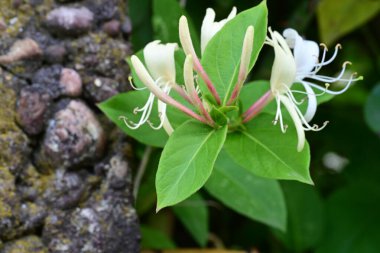 Bahçedeki beyaz zambak çiçekleri. Kapat - kapat. 