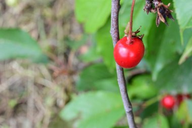 Bahçedeki bir ağacın dalında olgun kırmızı kirazlar