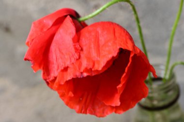 Gri duvarın arka planında güzel kırmızı gelincik çiçeği.