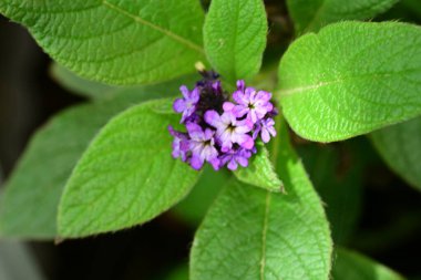 Yaz bahçesinde açan güzel çiçekler, yakın plan.                     