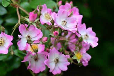 Bahçede açan güzel pembe çiçeklerin yakın çekim görüntüsü                           