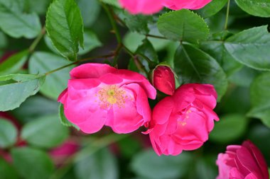 Bahçede açan güzel pembe çiçeklerin yakın çekim görüntüsü                           