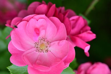 Bahçede açan güzel pembe çiçeklerin yakın çekim görüntüsü                           