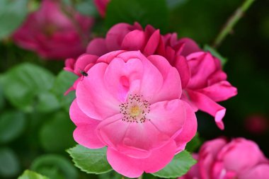 Bahçede açan güzel pembe çiçeklerin yakın çekim görüntüsü                           