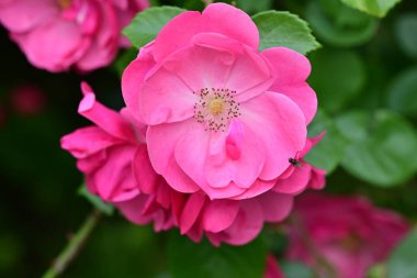 Bahçede açan güzel pembe çiçeklerin yakın çekim görüntüsü                           