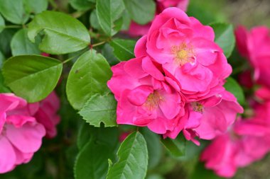 Bahçede açan güzel pembe çiçeklerin yakın çekim görüntüsü                           