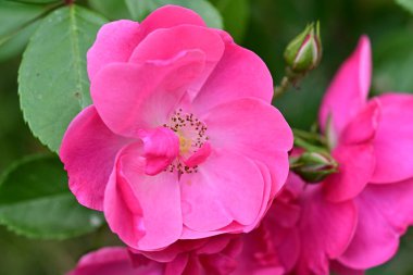 Bahçede açan güzel pembe çiçeklerin yakın çekim görüntüsü                           