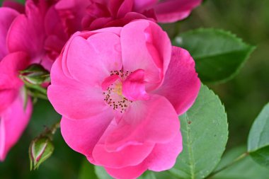 Bahçede açan güzel pembe çiçeklerin yakın çekim görüntüsü                           