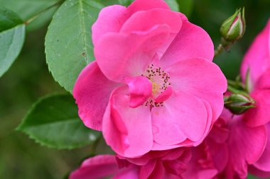 Bahçede açan güzel pembe çiçeklerin yakın çekim görüntüsü                           