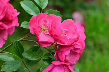 Bahçede açan güzel pembe çiçeklerin yakın çekim görüntüsü                           