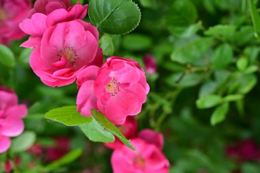 Bahçede açan güzel pembe çiçeklerin yakın çekim görüntüsü                           
