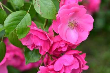 Bahçede açan güzel pembe çiçeklerin yakın çekim görüntüsü                           