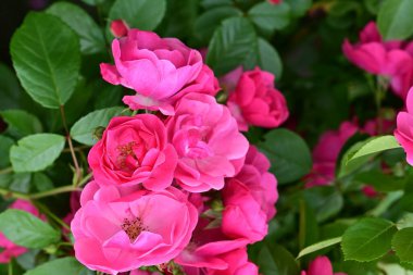 Bahçede açan güzel pembe çiçeklerin yakın çekim görüntüsü                           