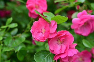 Bahçede açan güzel pembe çiçeklerin yakın çekim görüntüsü                           