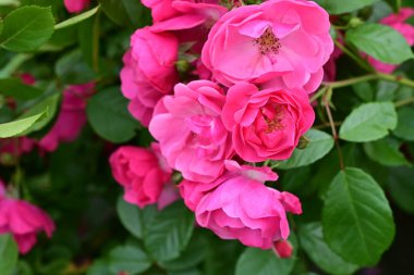 Bahçede açan güzel pembe çiçeklerin yakın çekim görüntüsü                           