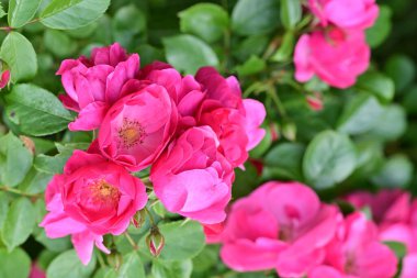 Bahçede açan güzel pembe çiçeklerin yakın çekim görüntüsü                           