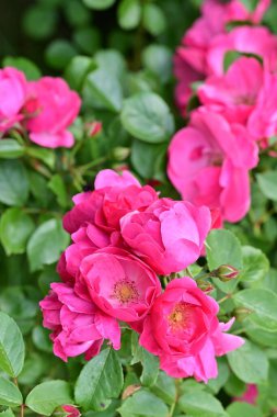 Bahçede açan güzel pembe çiçeklerin yakın çekim görüntüsü                           