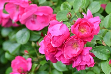 Bahçede açan güzel pembe çiçeklerin yakın çekim görüntüsü                           