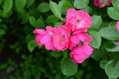 Bahçede açan güzel pembe çiçeklerin yakın çekim görüntüsü                           