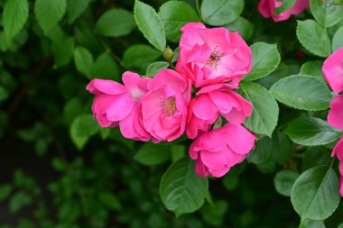 Bahçede açan güzel pembe çiçeklerin yakın çekim görüntüsü                           