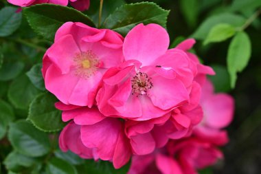 Bahçede açan güzel pembe çiçeklerin yakın çekim görüntüsü                           