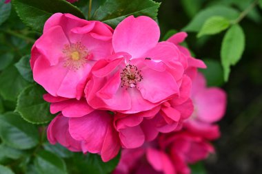Bahçede açan güzel pembe çiçeklerin yakın çekim görüntüsü                           