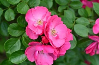 Bahçede açan güzel pembe çiçeklerin yakın çekim görüntüsü                           