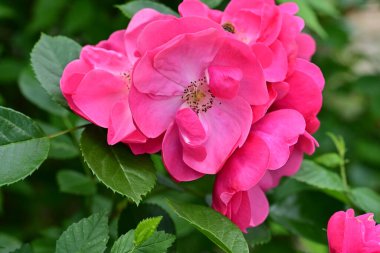 Bahçede açan güzel pembe çiçeklerin yakın çekim görüntüsü                           