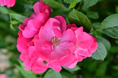 Bahçede açan güzel pembe çiçeklerin yakın çekim görüntüsü                           