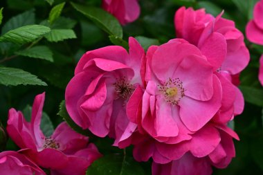 Bahçede açan güzel pembe çiçeklerin yakın çekim görüntüsü                           