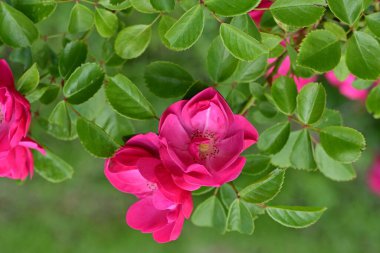 Bahçede açan güzel pembe çiçeklerin yakın çekim görüntüsü                           